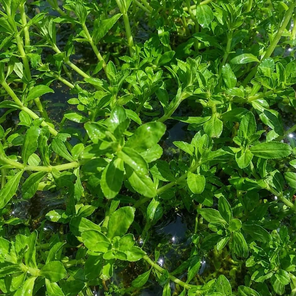 A Bunch Rice paddy herb Limnophila Live Aquarium Plant Buy 2 Get 1 Free