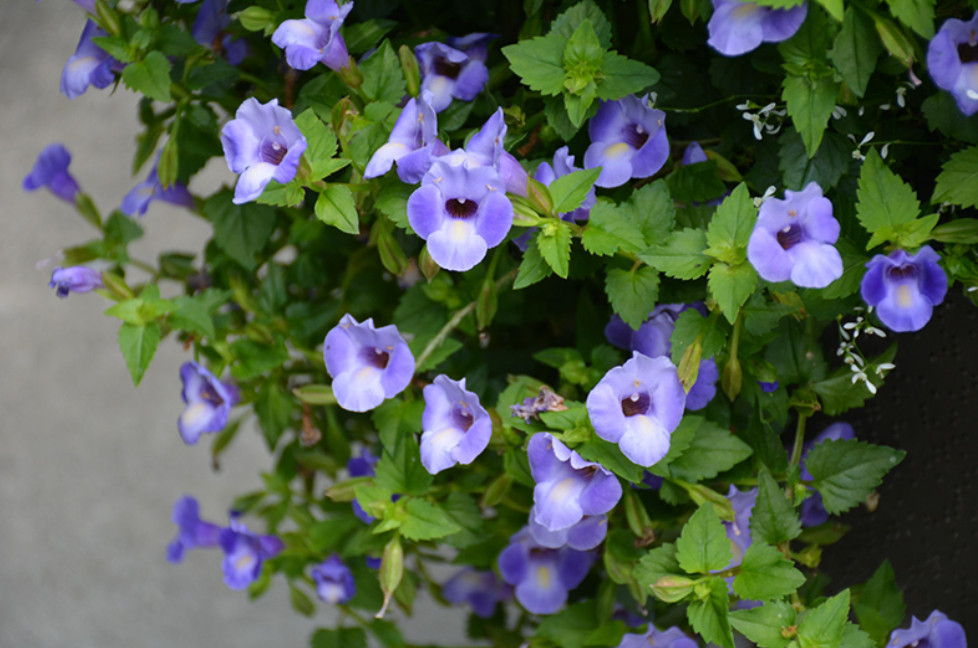 Torenia Summer Wave Trailing Large Blue Live Plant Plug – 1–3″ Tall