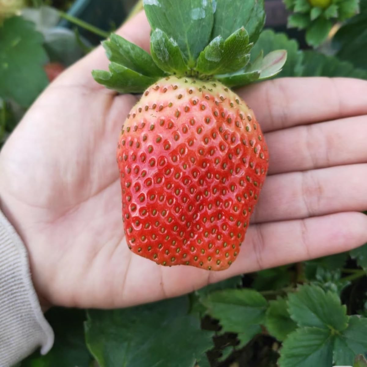 300+ PCS Giant Garden Strawberry Strawberry Sweet and Delicious Fruit Seeds f…