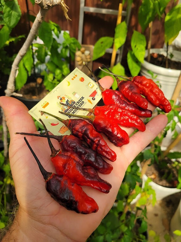 Blood Ghost Pepper Seeds SUPER HOT 800,000+ Scoville SHU Unique Creek Rare