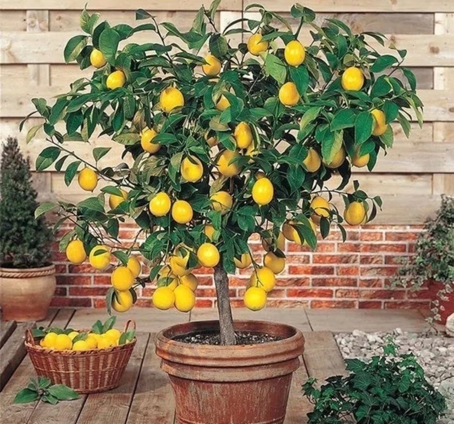 LIVE PLANTS LEMON TREES 1 yo 3″+TALL EDIBLE CITRUS FRUIT LANDSCAPING SEEDLING