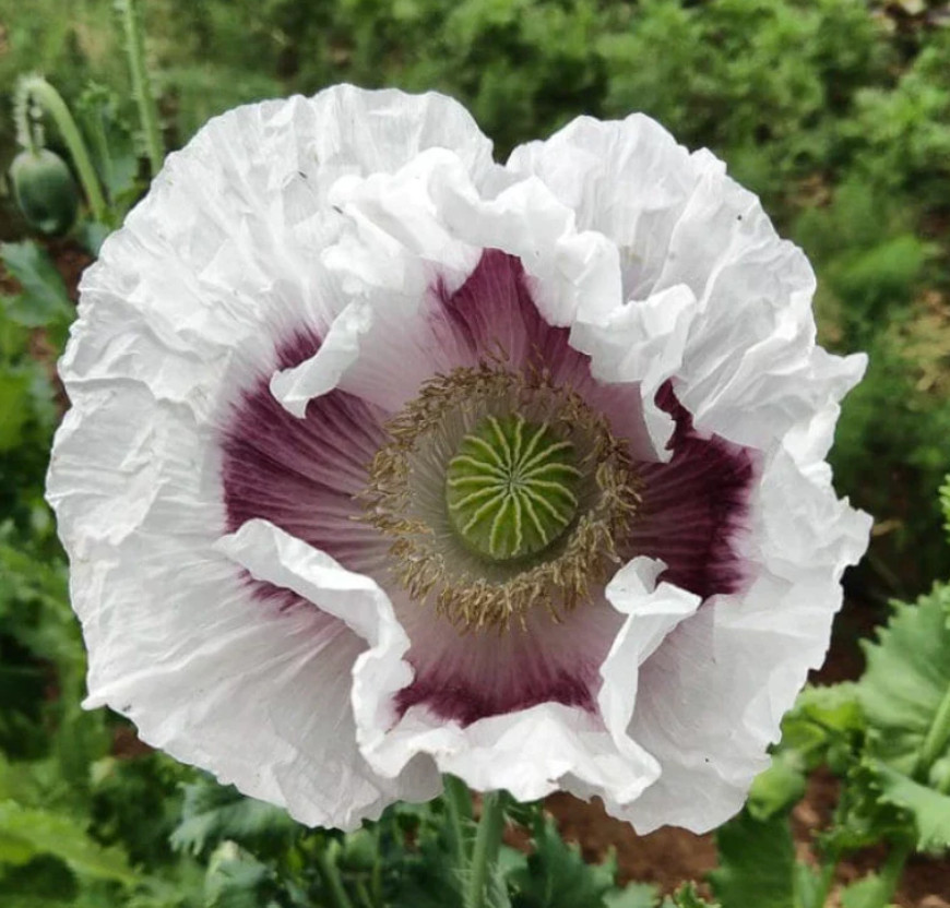 ROMANTIC COTTAGE GARDEN POPPY COLLECTION #3 FALL PLANTING Huge Pods 3000 Seeds!