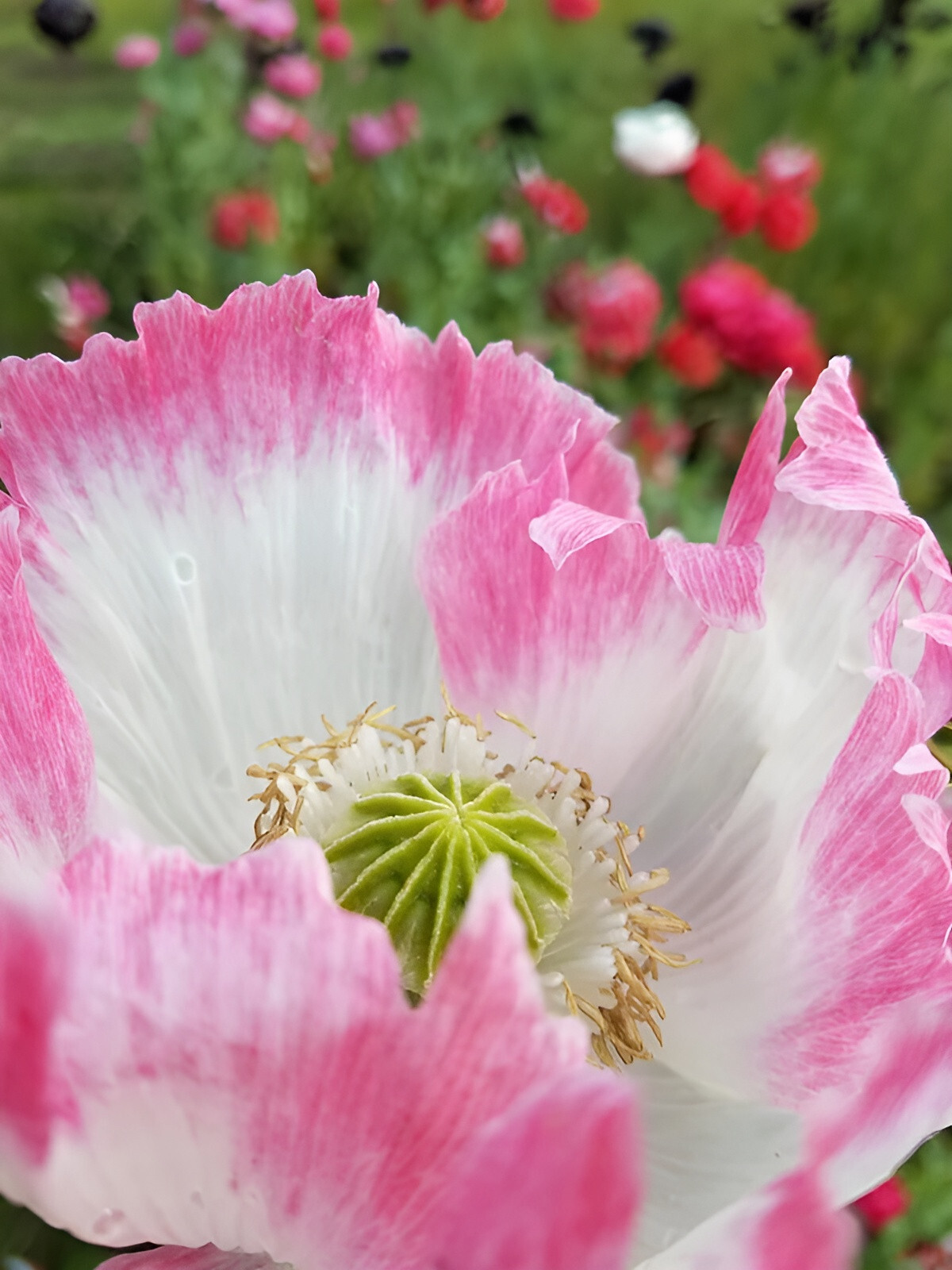 1,000 Amphora Poppy Seeds –P. Somniferum – Stunning Frilly White and Pink Petals