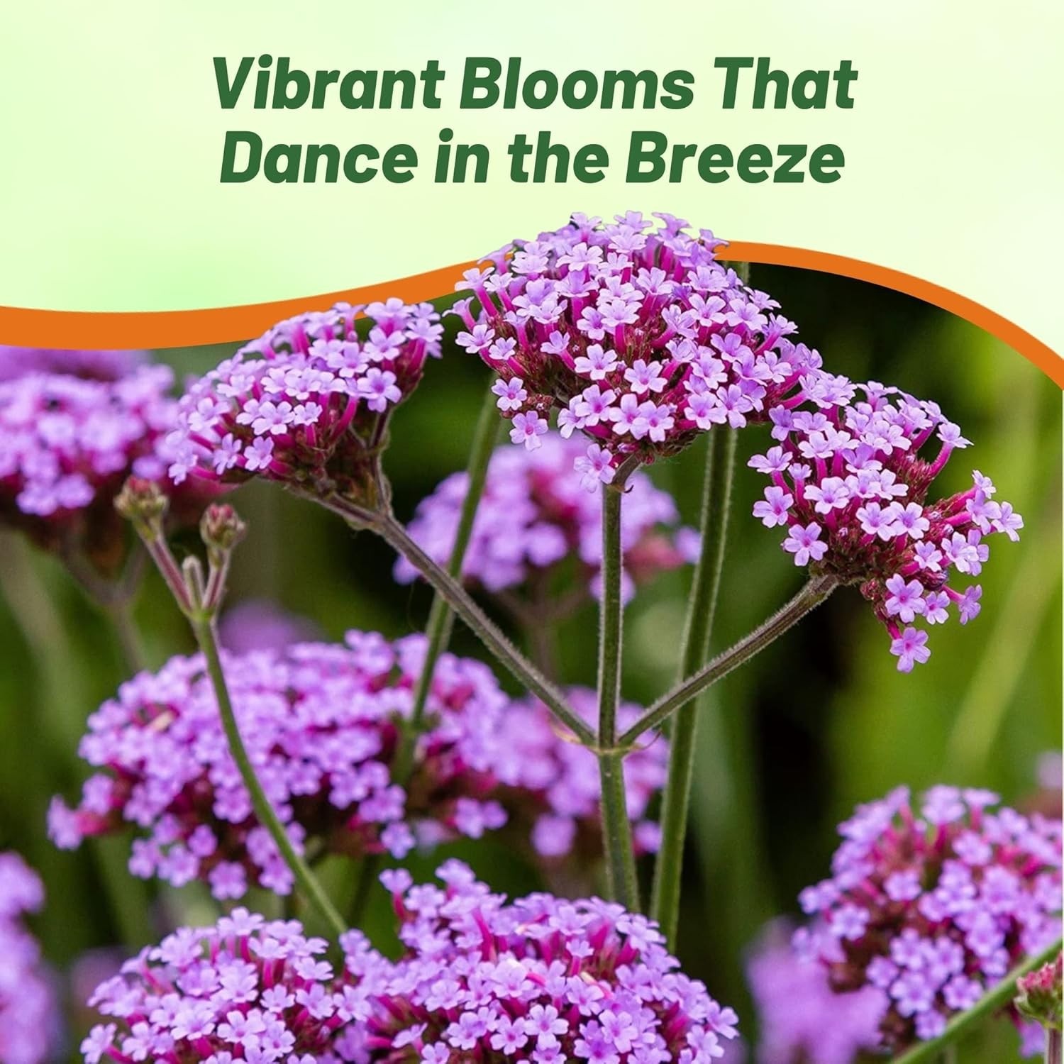 Flower Seeds 5000: Resilient Purpletop Vervain, Vibrant Gardens, Hot Dry Climate