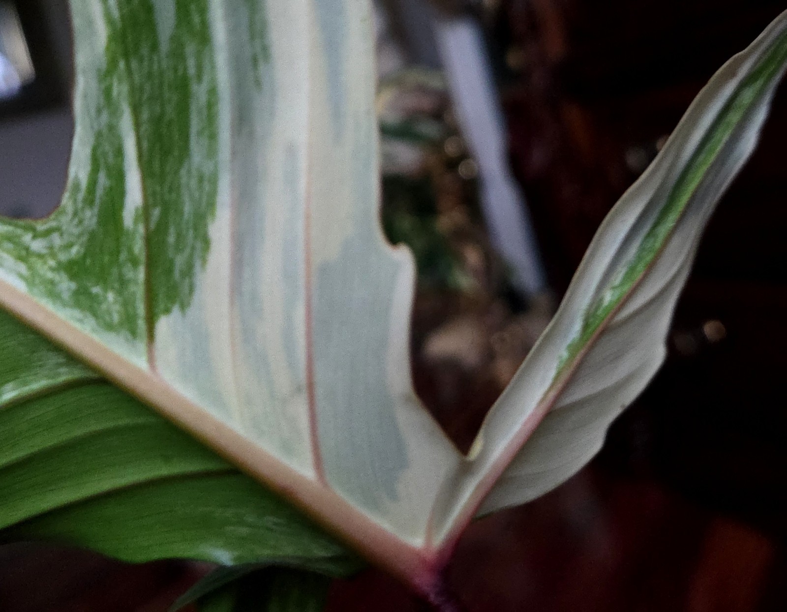 Rare NEW! Philodendron Florida Beauty X Joepii 19″ Tall Not Monstera Anthurium