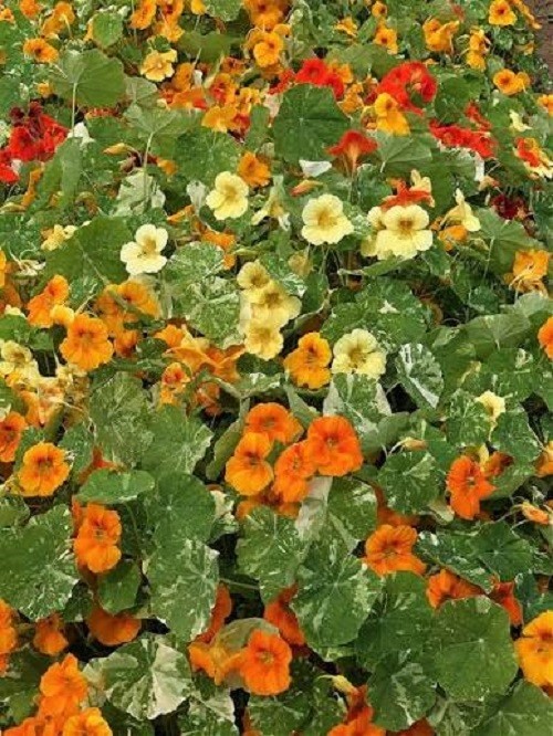 Premium Alaska Mix Nasturtium Seeds. Heirloom. Variegated. Edible Flowers.