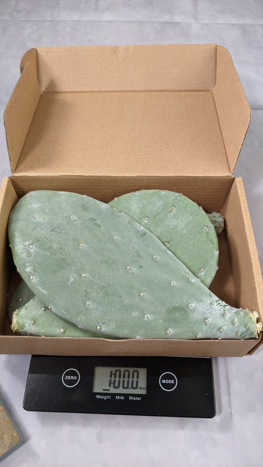 1lb Spineless Prickly Pear Opuntia Cactus From Arizona (1lb includes packaging)
