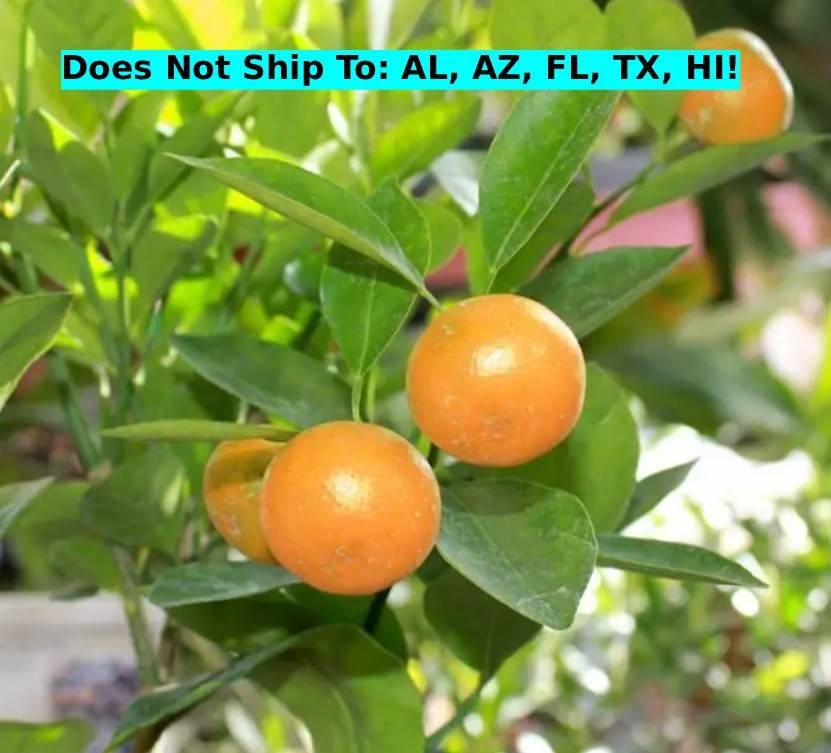 Calamondin Semi-Dwarf Tree 24″H Indoor Citrus Live Starter Plant Self-fertile