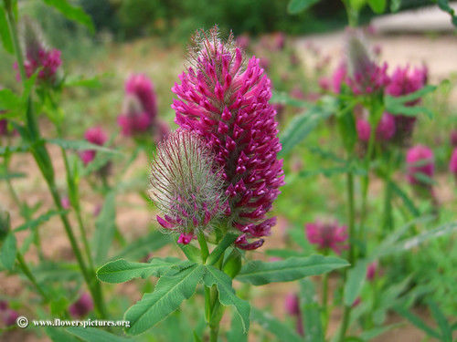 Seed Ranch Red Clover Seed – 1/4 lb.