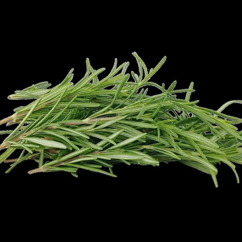 Rosemary Live Plant 4″ Pot With Soil – Fresh Fragrant Flowers (CA Seller)