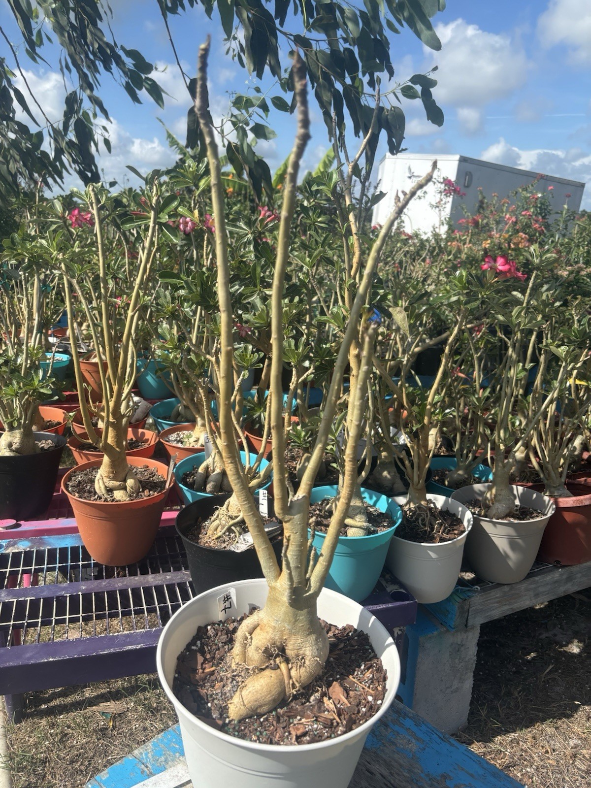 Adenium Obesum Desert Bareroot Pick A # From The Pictures