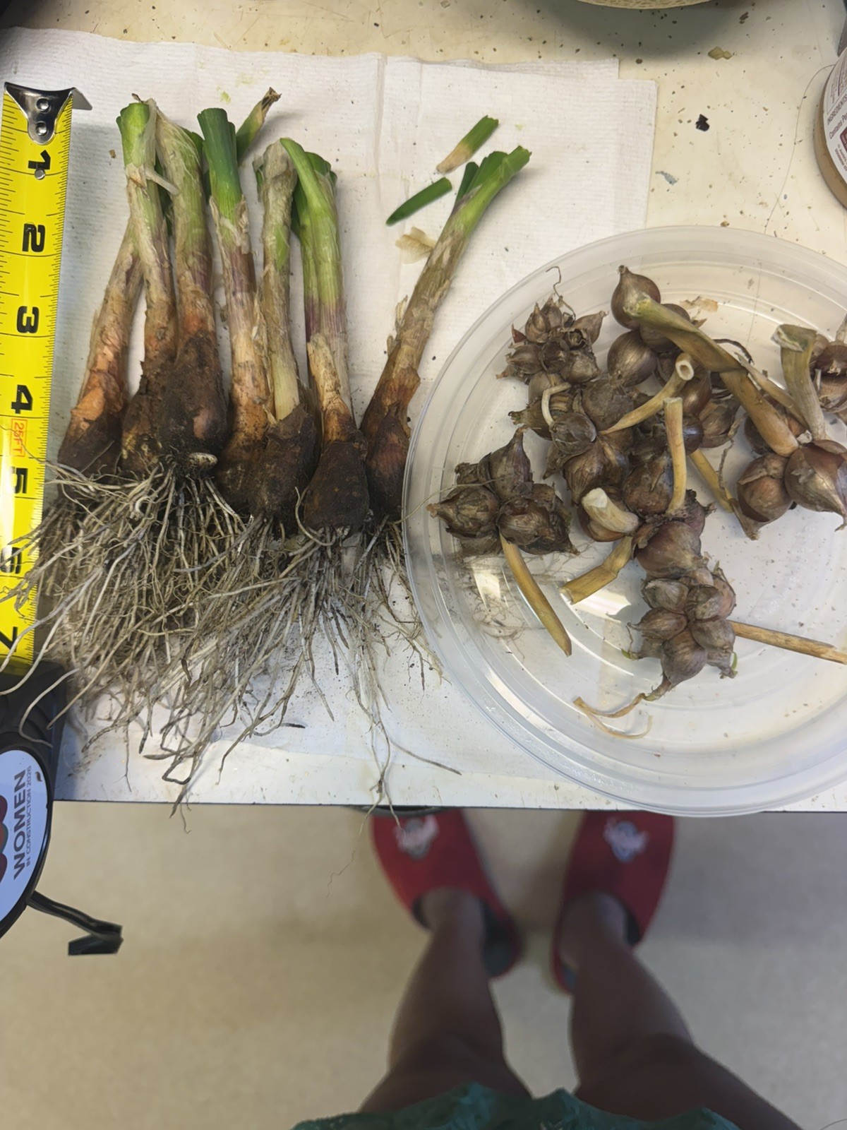 Egyptian Walking Onion Top Set Cluster of 25 plants matured plants see read