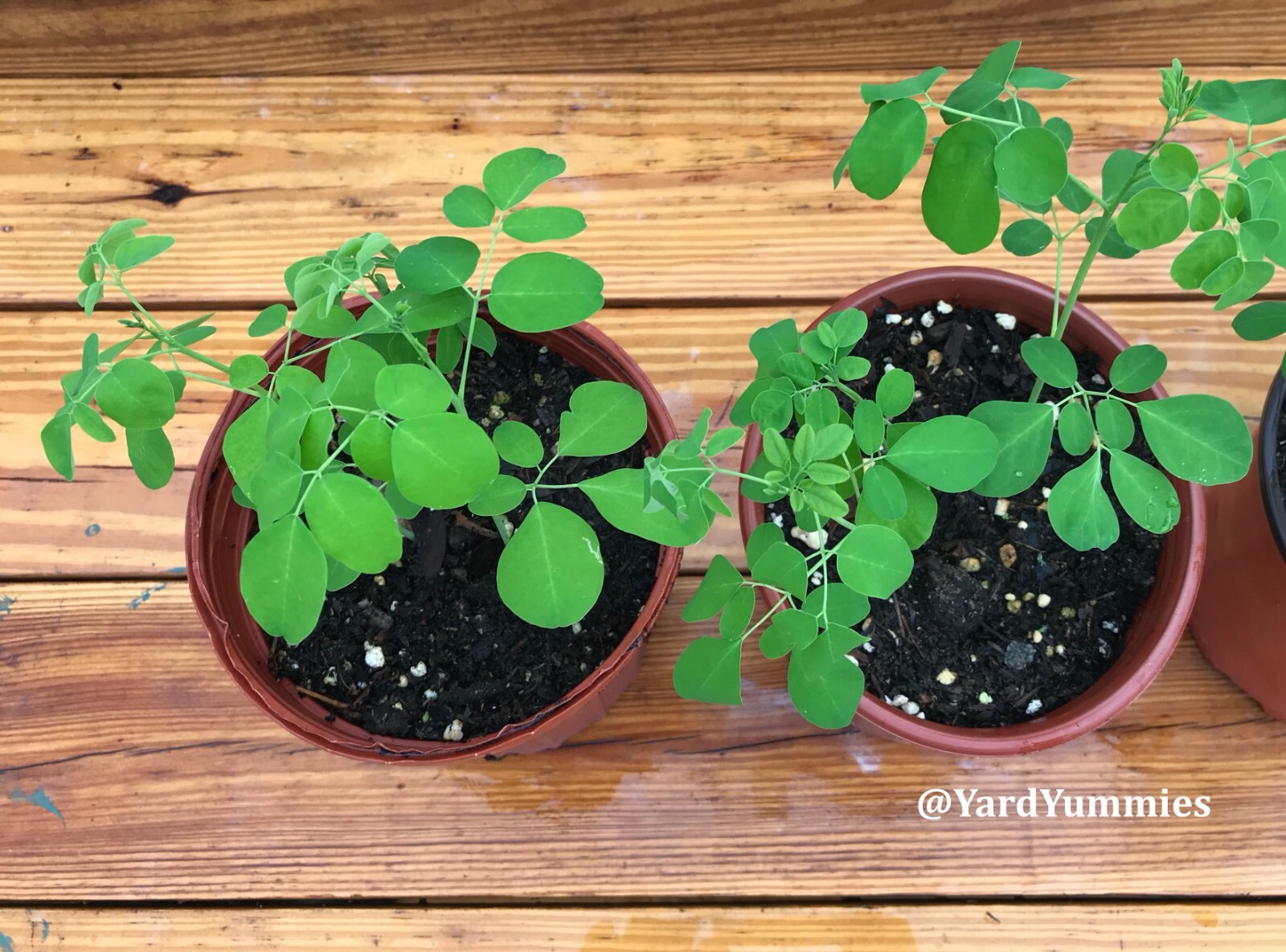 10 Moringa Tree SEEDS Moringa Oleifera Miracle Drumstick Tree Seeds 2 Plant USA