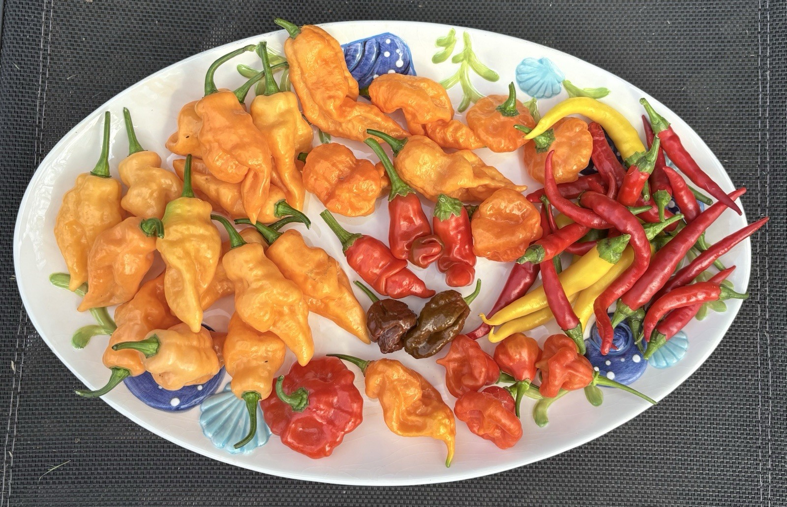 Green House Floor Hot Pepper Mix 16 Varieties 250+ Seeds