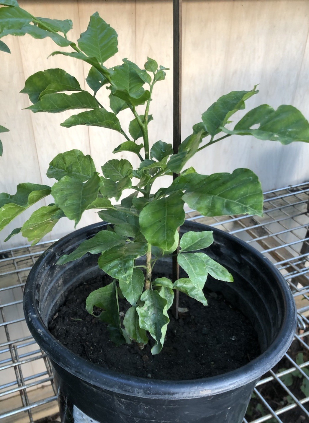 Sweet Wampee Fruit Tree 15” Clausena lansium 甜黄皮树 Ready To Plant No Pot