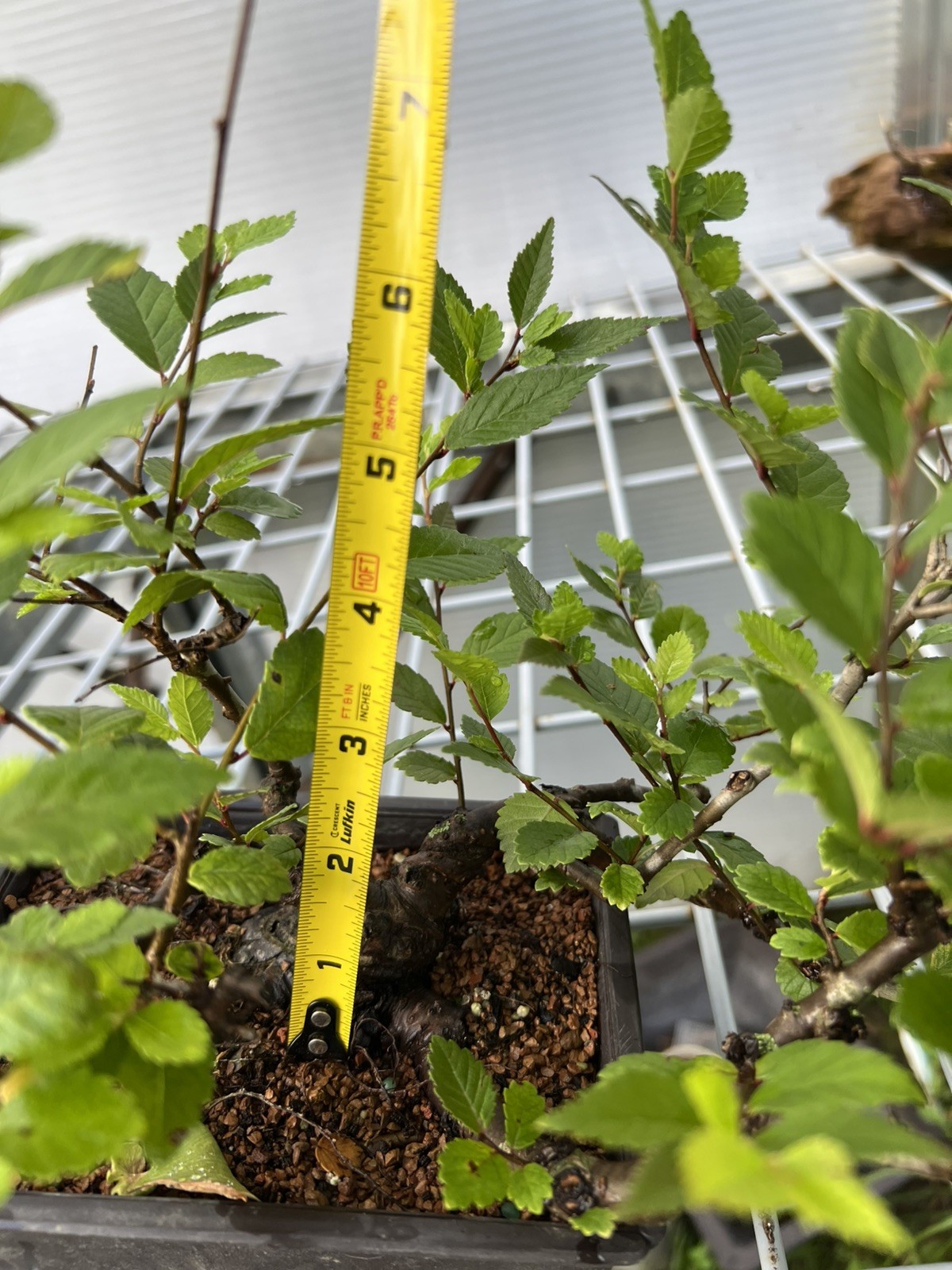 CHINESE ELM Pre-Bonsai /Bonsai Tree Cold Hardy / Tiny leaves 5 years old