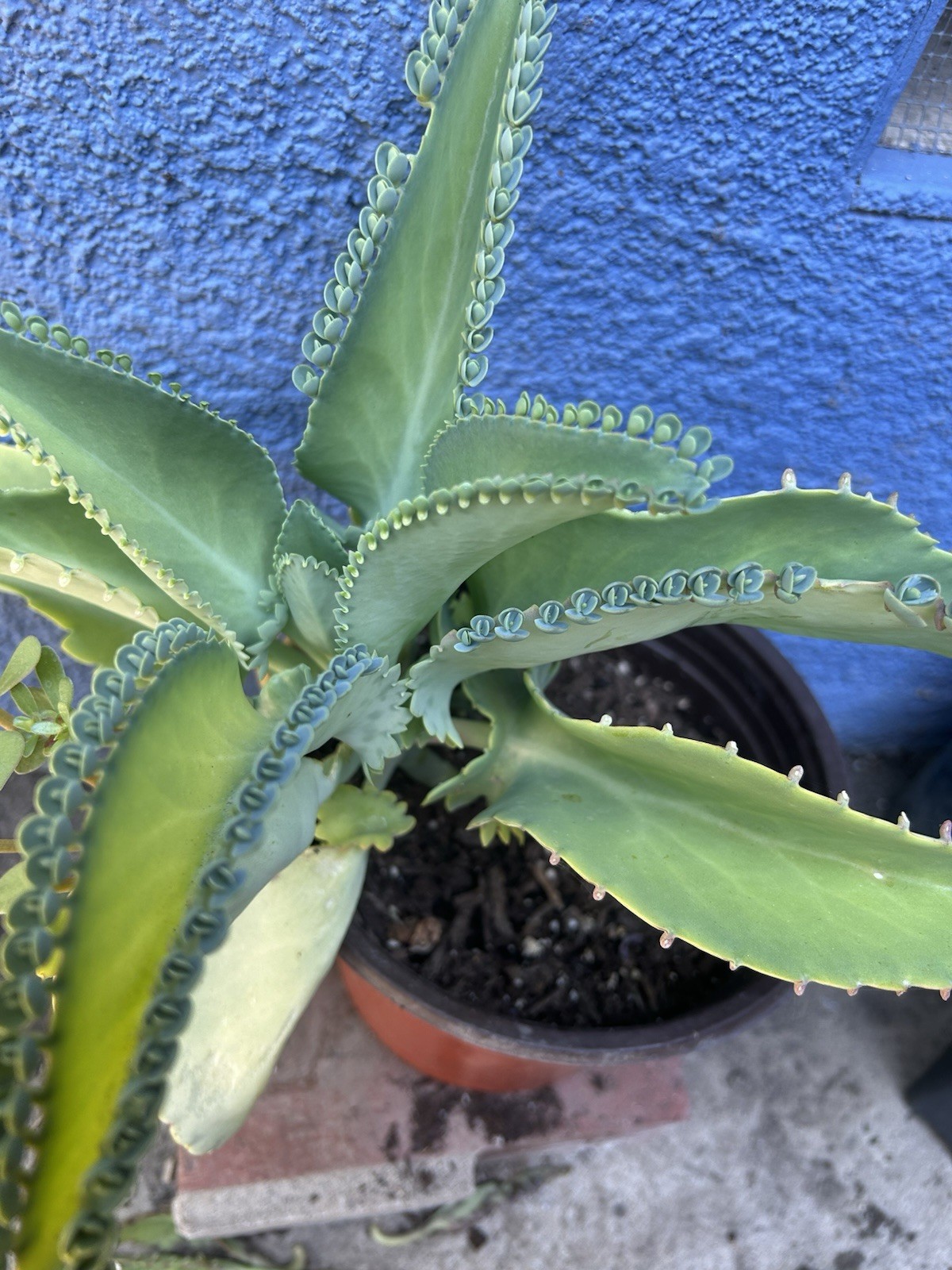 Kalanchoe Mother Of Thousand