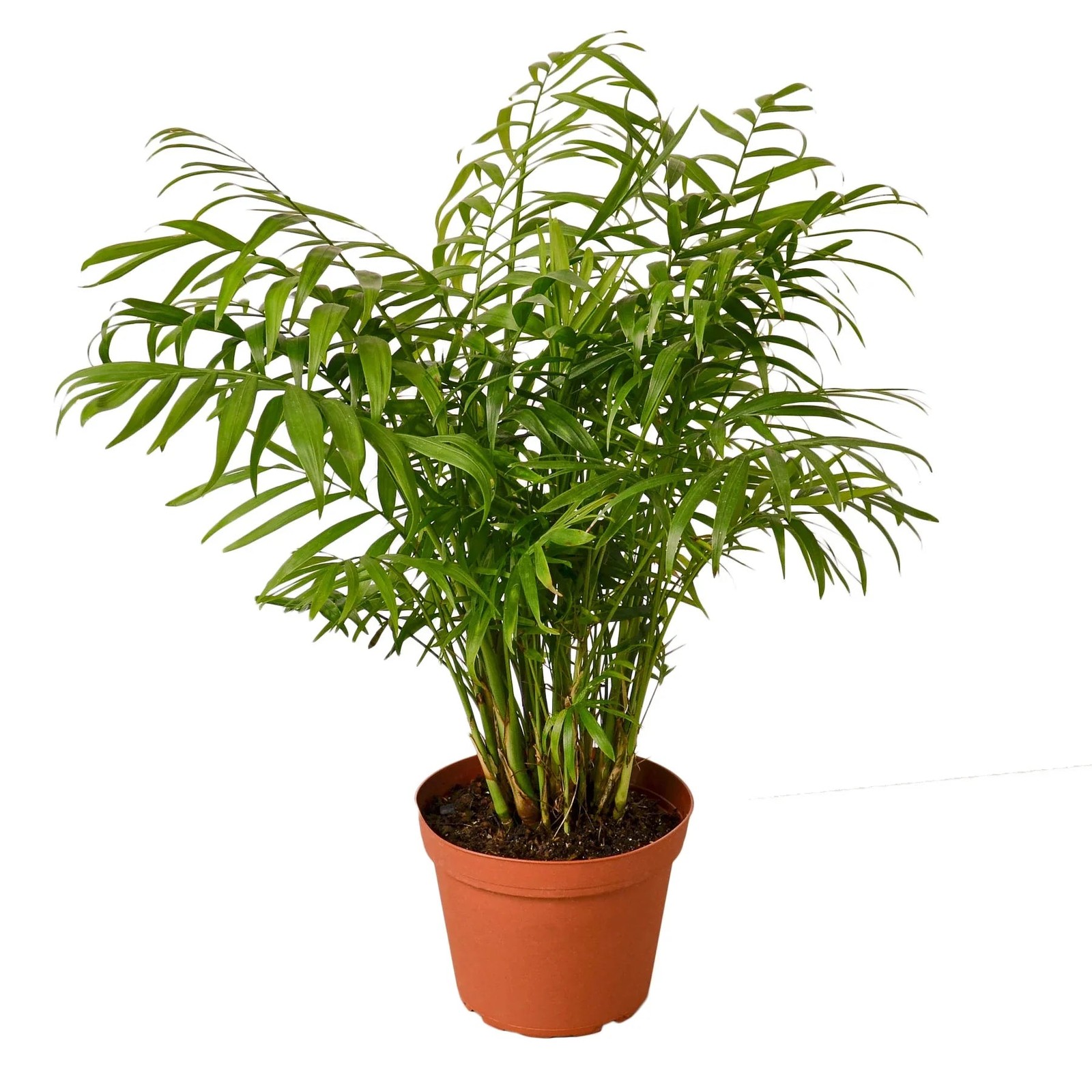 Parlor Palm Neanthe Bella 4″ to 12″ Tall – Pet Safe Low Light Houseplant