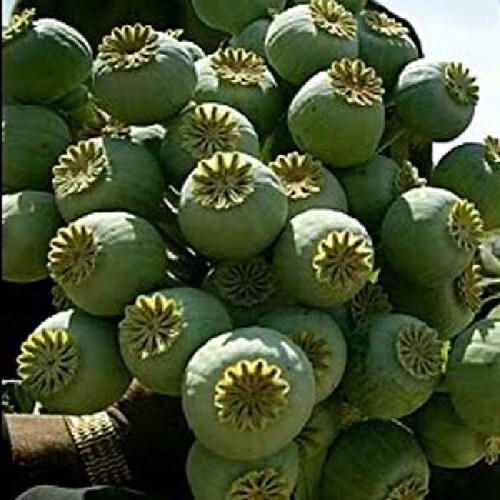 2,500 World’s Largest Giganteum Giant Rattle Poppy Seeds Ready For Planting