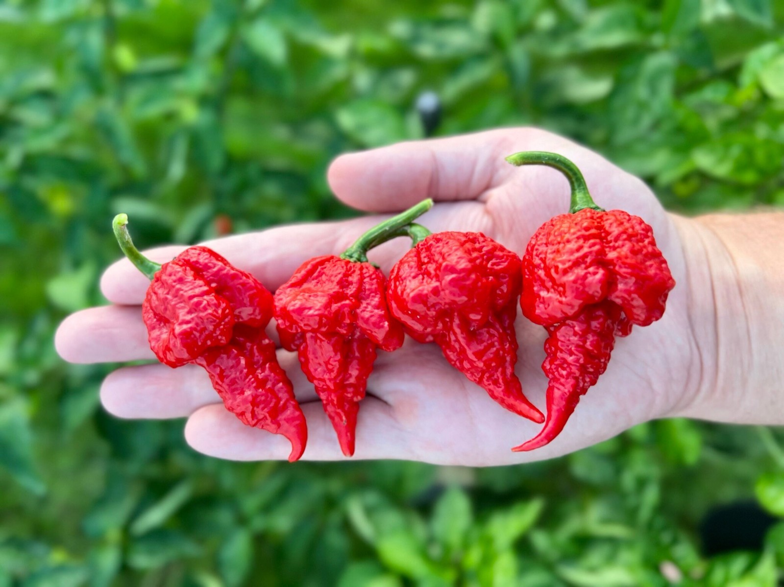 Beast Pepper Seeds Premium Packet Superhot Unique Peppers – Pepper X HOT