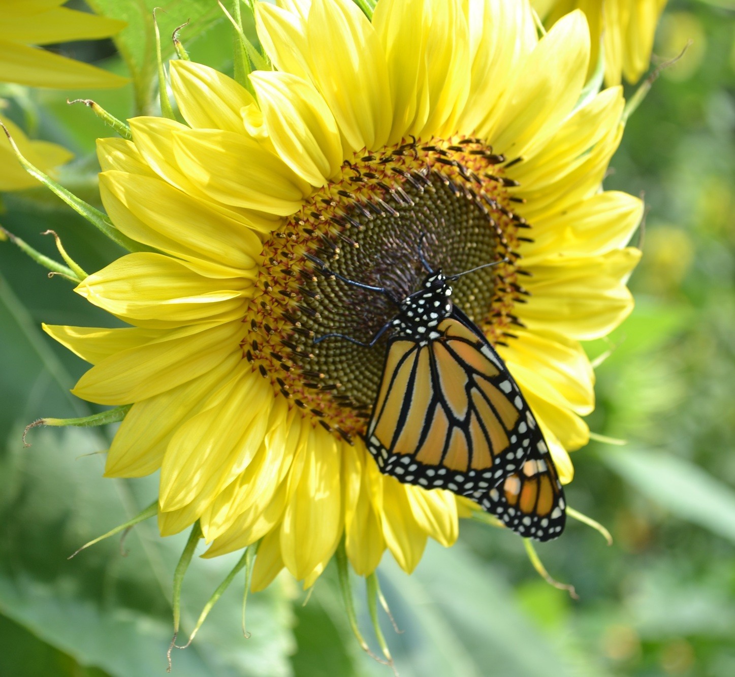 Vibrant Lemon Queen Sunflower Seeds for Planting – Heirloom Attracts Pollinators