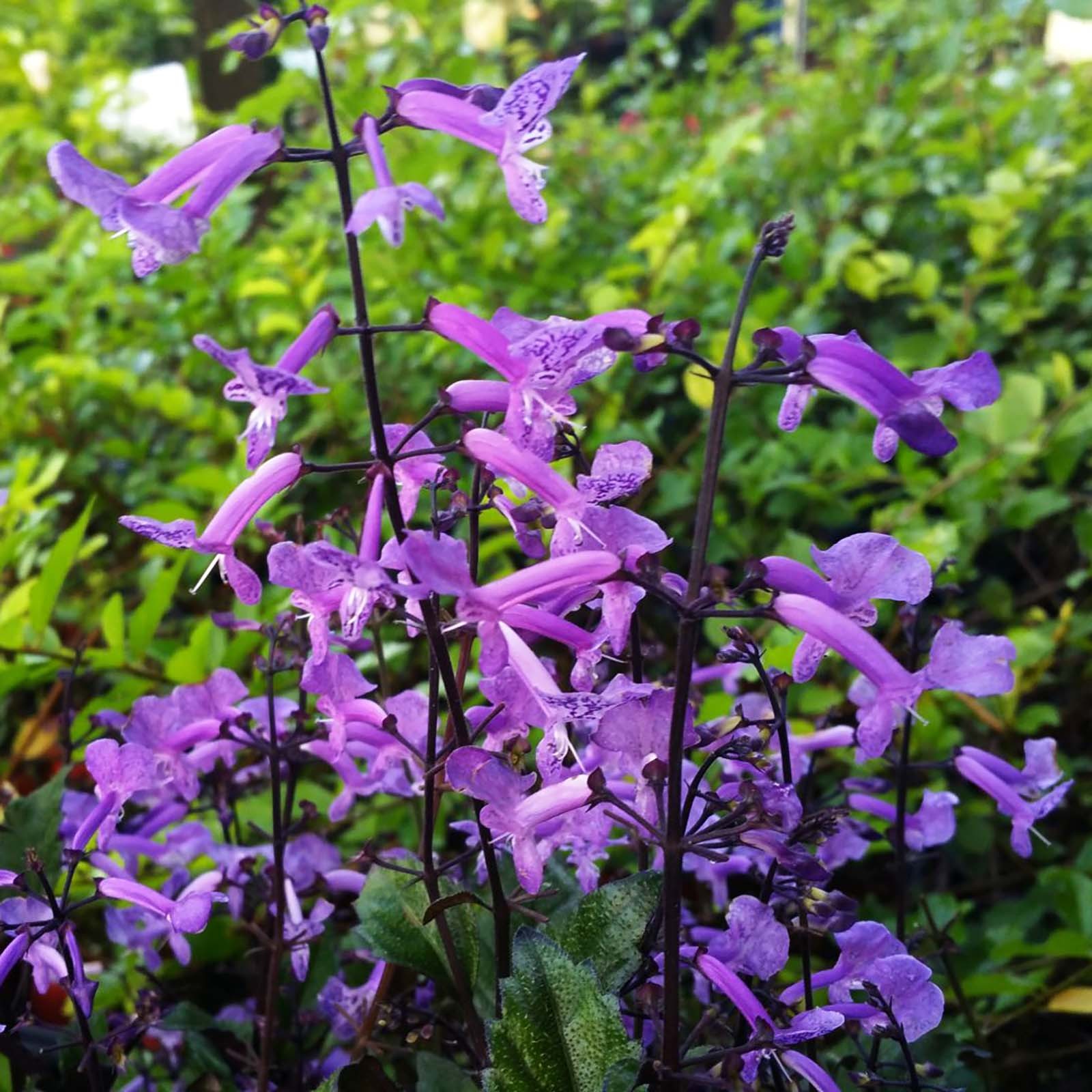 MONA LAVENDER Perennial Plant Long Lasting Purple Spike Flower Shade Garden