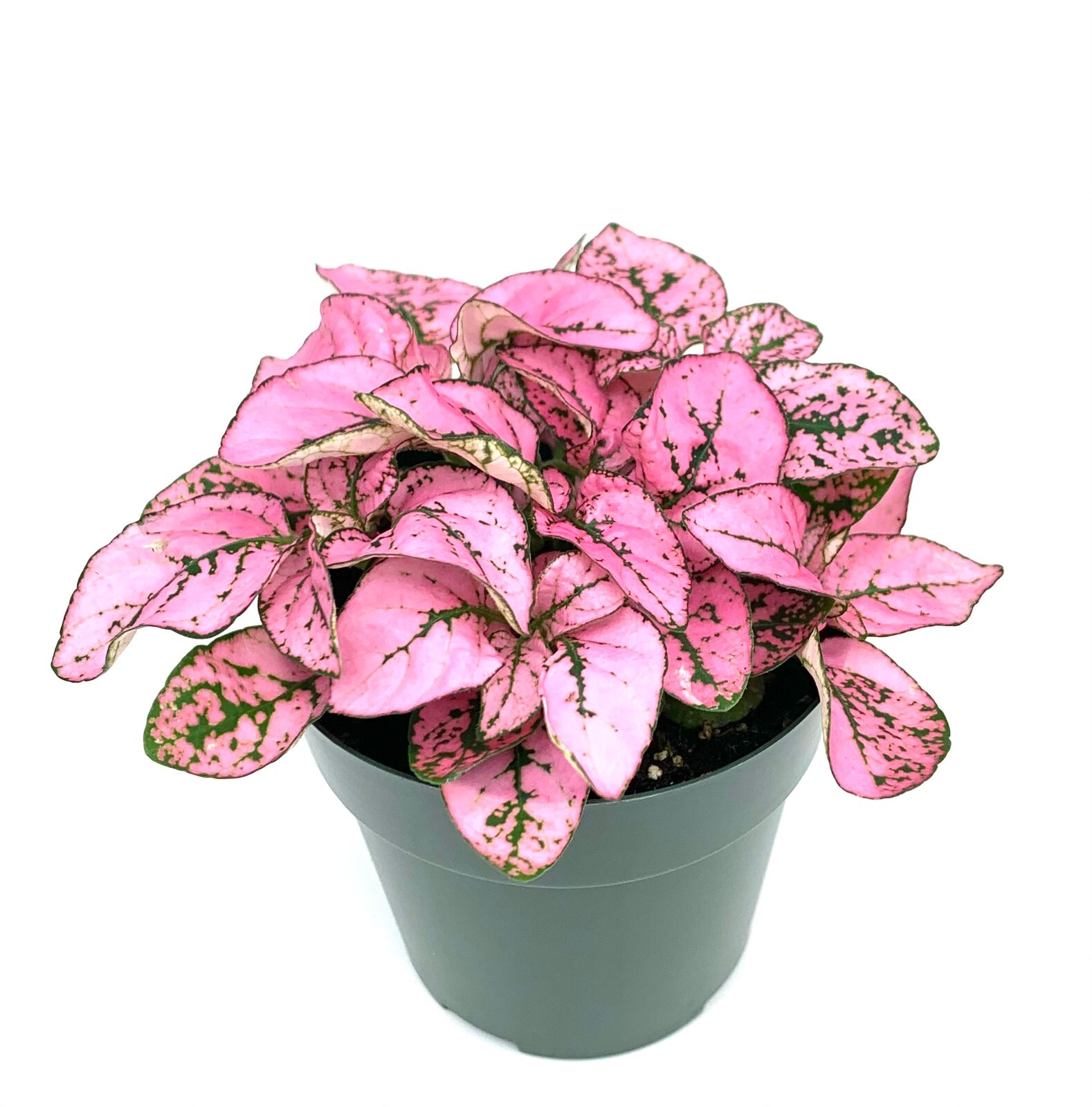 Hypoestes Pink Splash Live Potted House Plants Air Purifying, 2.5″ Pot