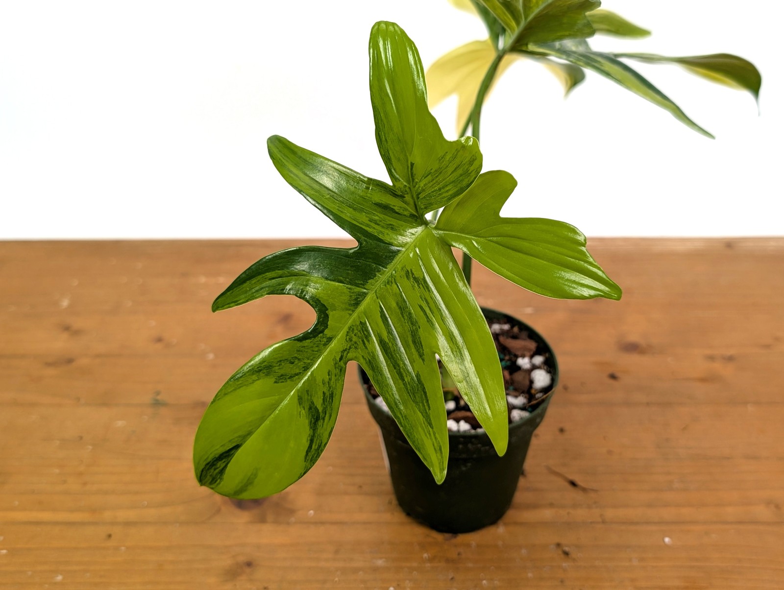 Philodendron Pedatum Variegated – Exact Plant #52A Exact Plant 4″ Pot: #52A