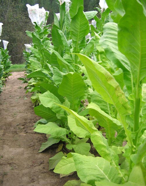 1000 Havaña Z299 Tobacco Seeds ~ Heirloom Non-GMO Nicotiana Tabacum Fast Growing