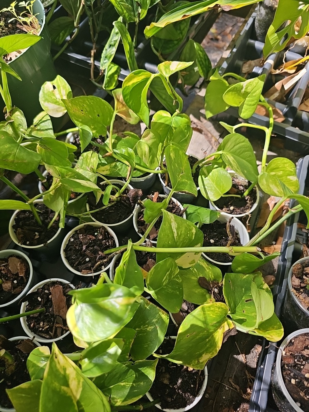GIANT Variegated Golden Pothos Climbing hawaiian Live Plant Rooted 2,5″ Pot