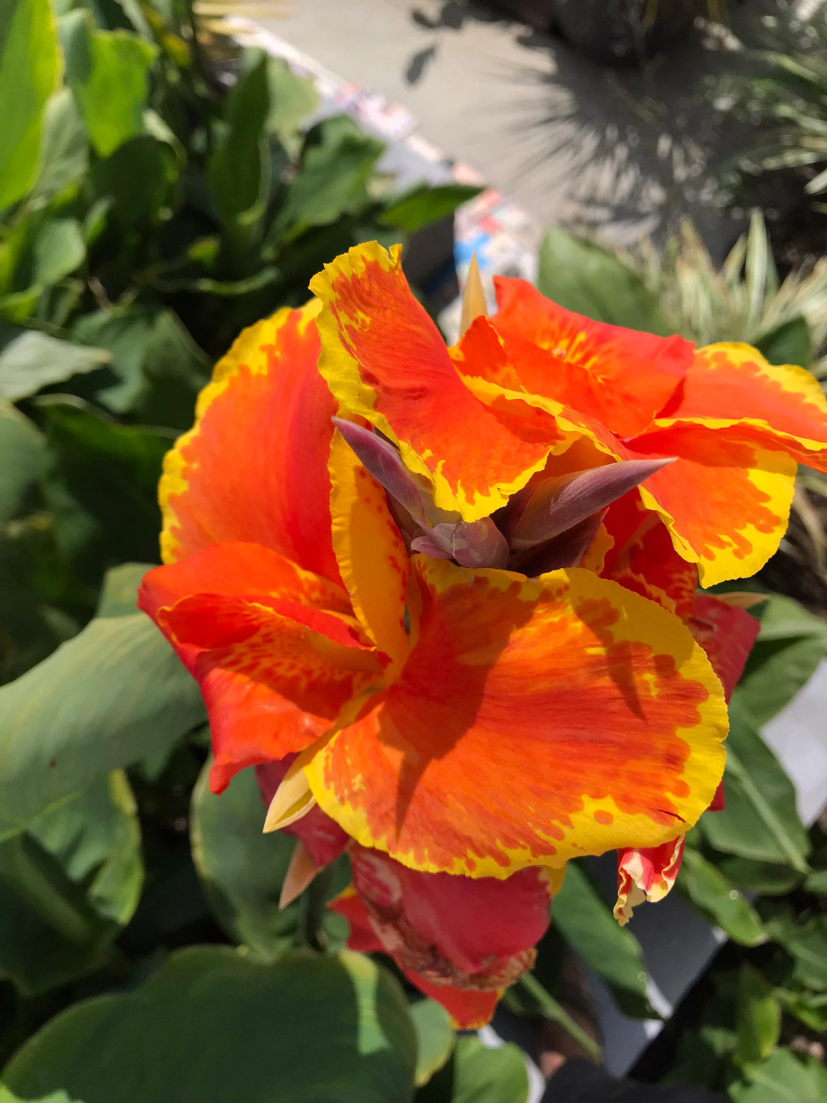 Thai Sunray Canna Lily Rhizomes – Reddish-Orange & Yellow Blooms – 1-Rhizome