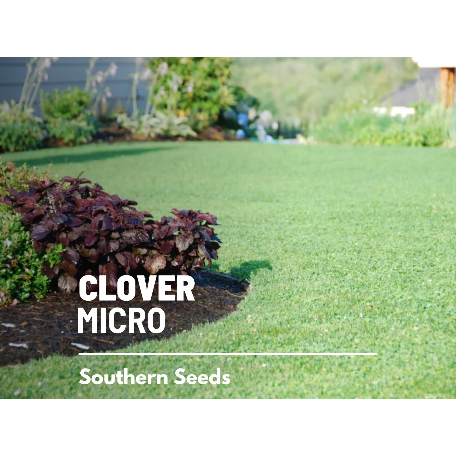 Clover, Micro (Mini) – 10,000 Seeds – Lawn Alternative, Grass Supplement