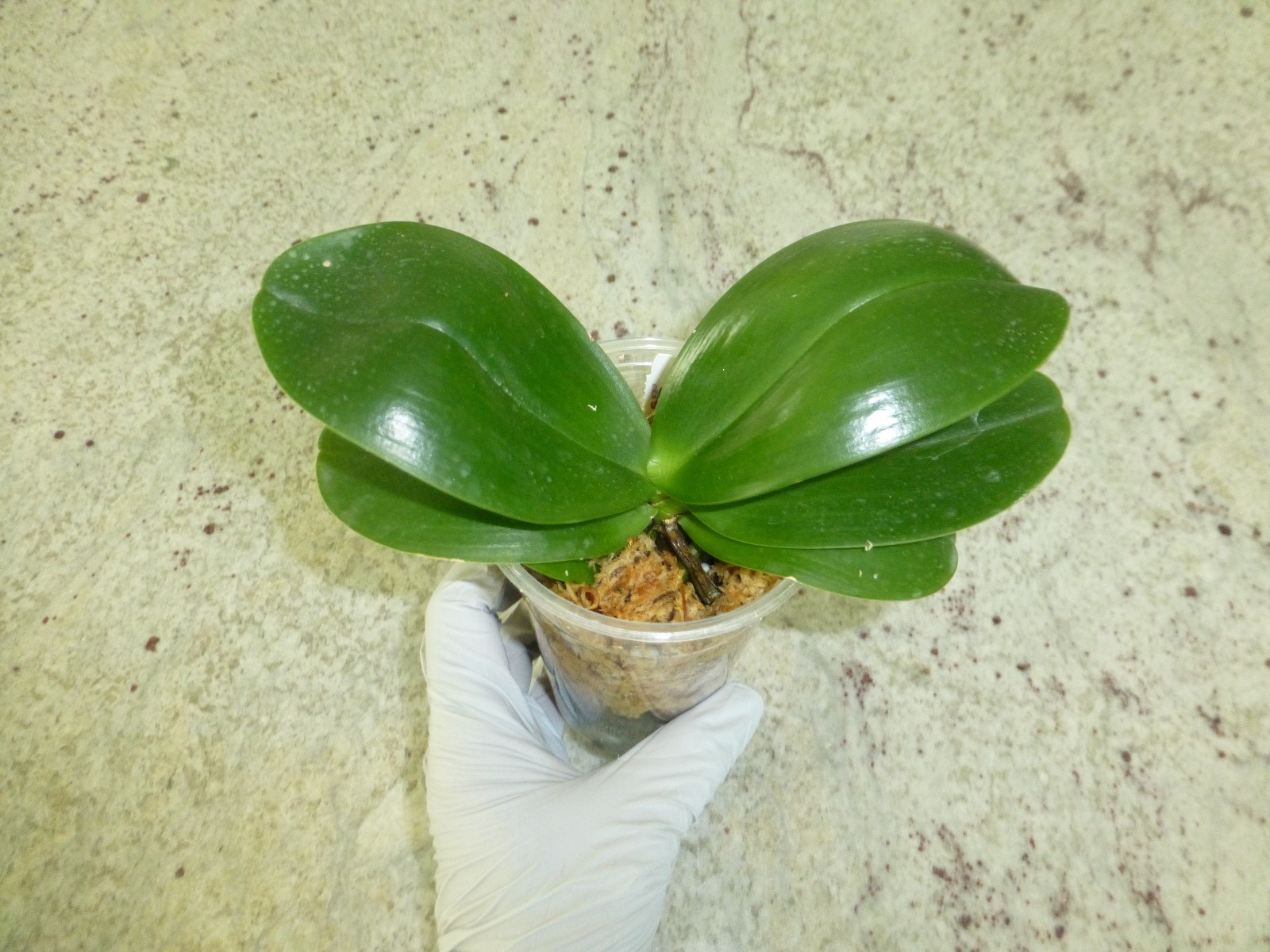 Orchid Phalaenopsis Phal. Mituo Sunrise “Snow Red” x Mituo Blue Cat In 3″ Pot