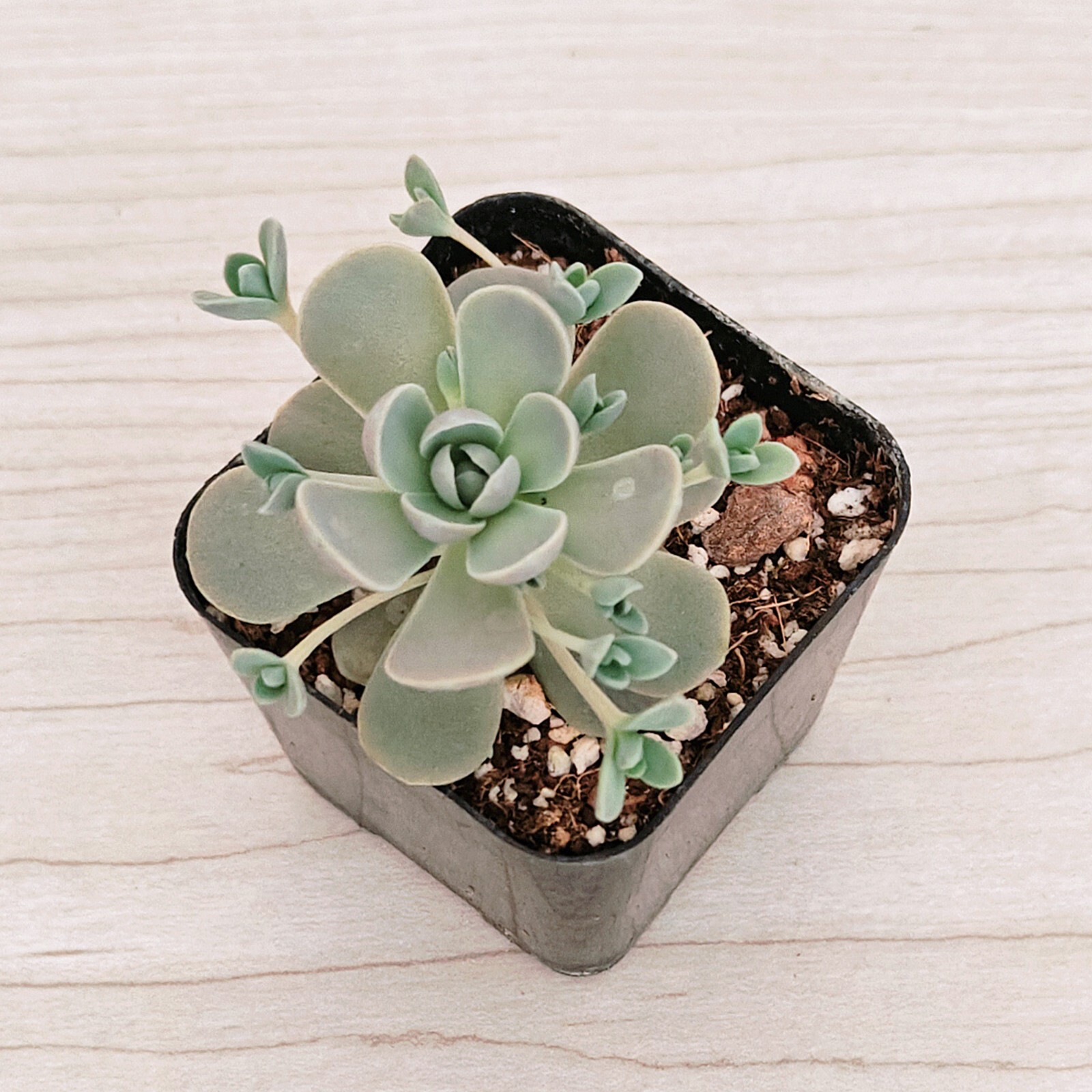 Succulent – Orostachys Malacophylla Iwarenge – Chinese Dunce Cap – In 2″ Pot