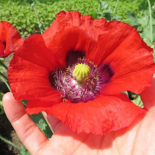 2,500 Prince of Orange Perennial Orientale Poppy Seeds For Planting. Huge Blooms