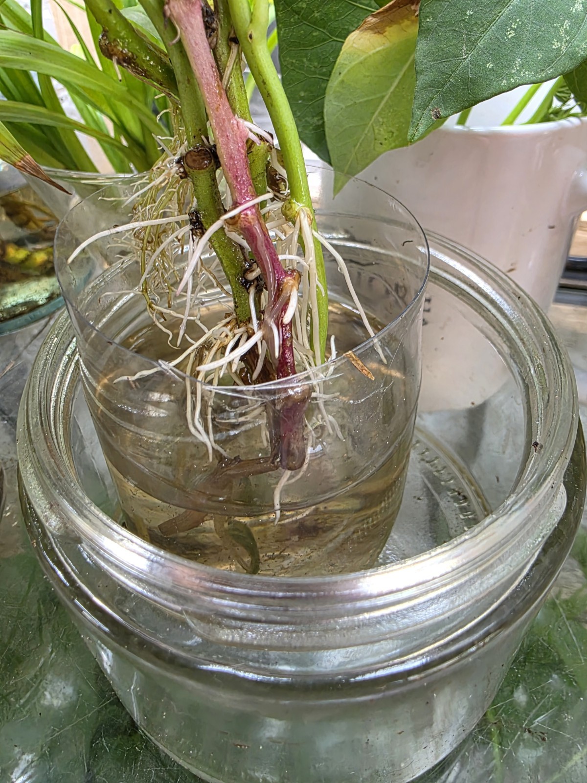 10 Red Skin White Slips Vietnam Sweet Potato-Cuttings-Khoai Lang Đỏ-Have Roots