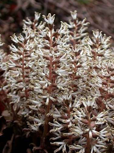 5 Allegheny Spurge Herb Roots, Mountain Spurge, Buxaceae, Pachysandra procumbens