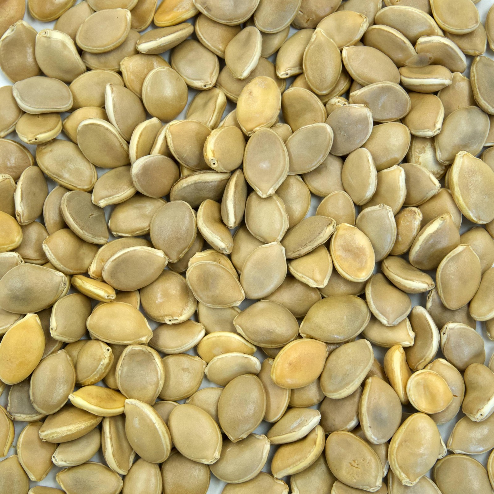 North Georgia Candy Roaster Squash (Cucurbita Maxima) – Packet of 10 Seeds