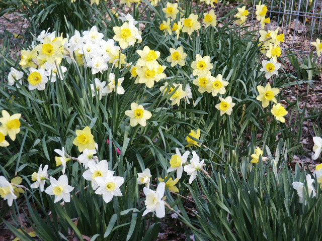 500 fresh DAFFODIL SEEDS Narcissus Jonquils PLANT in SUMMER or FALL *PlsREAD*