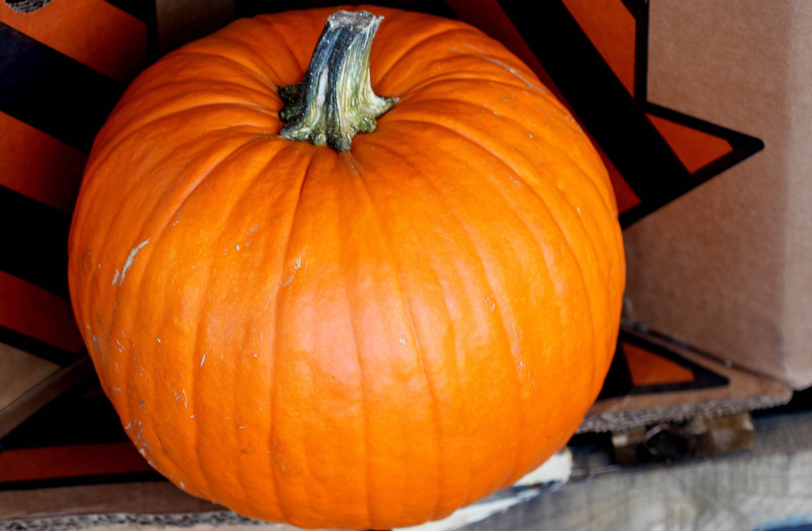 50 CONNECTICUT FIELD PUMPKIN BigTom Orange Yankee Cucurbita Pepo Vegetable Seeds