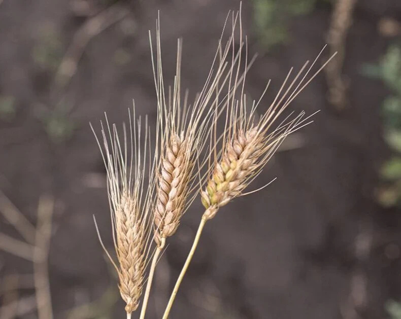 Peruvian Trigo Wheat Seeds (200) / ORGANIC / FLORIDA GROWN