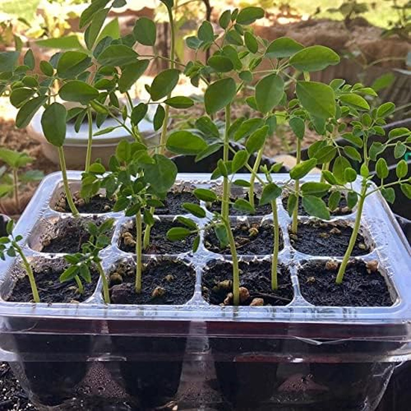 100 Moringa Seeds Approx | Moringa Seeds for Planting | Edible, Excellent Germin