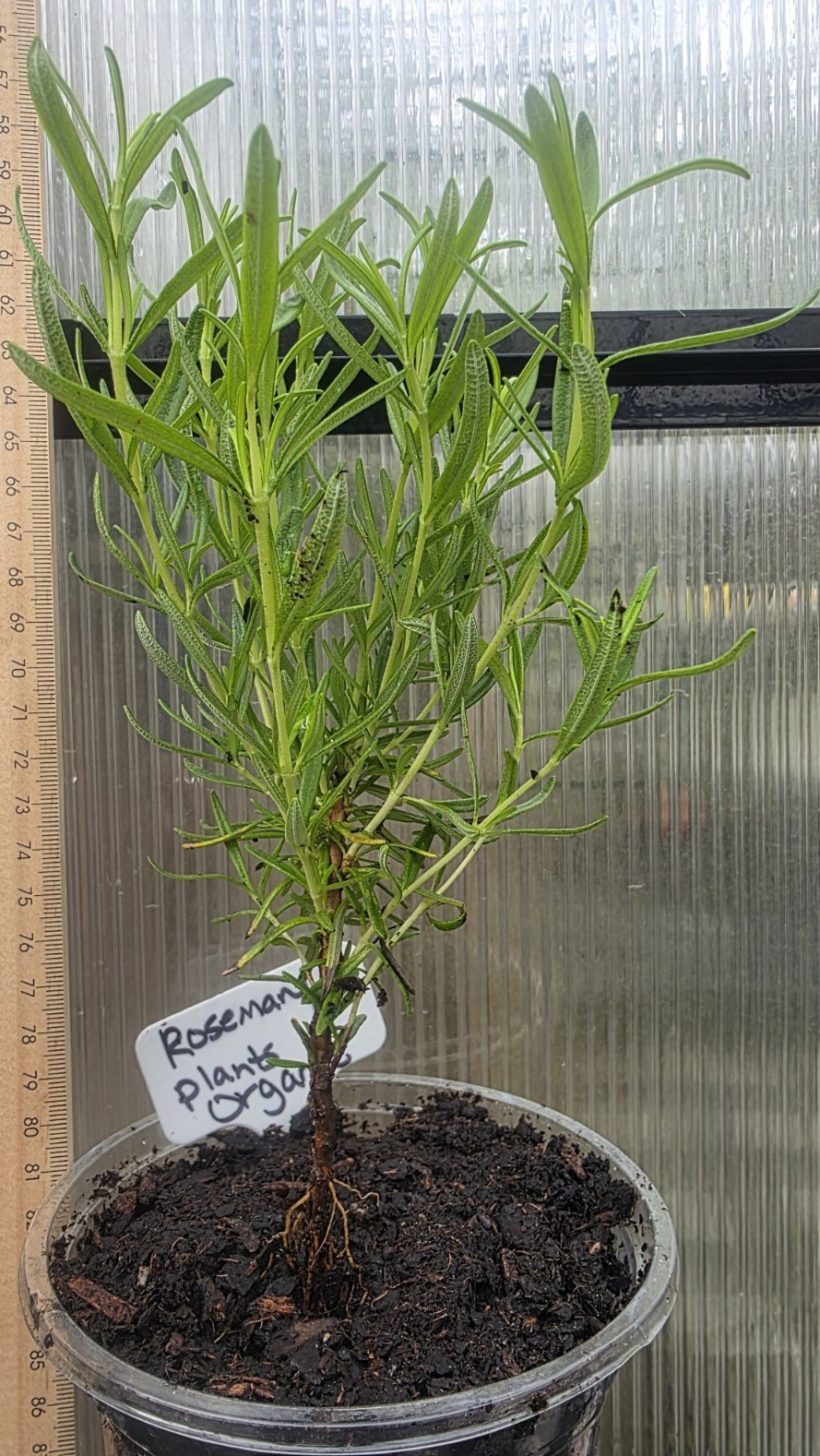 Organically Grown Rosemary plants (Plant only) size & shapes vary