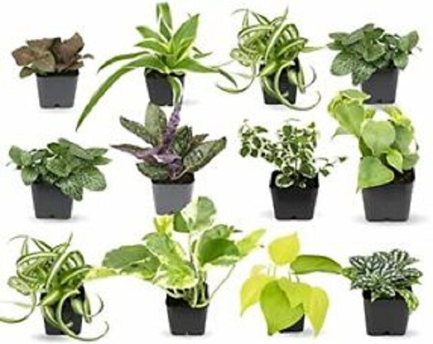 5 FAIRY GARDEN Plants Assorted Varieties in Starter Pots!!!