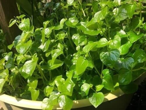 5000+ Crab Claw Seeds – Rau Cang Cua – Shiny Bush Seeds AKA. Peperomia Pellucida