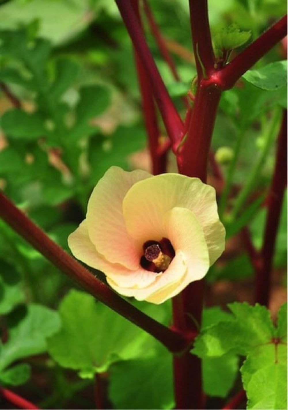 30+ Red Burgundy Okra Seeds Abelmoschus esculentus Seed Vegetables red