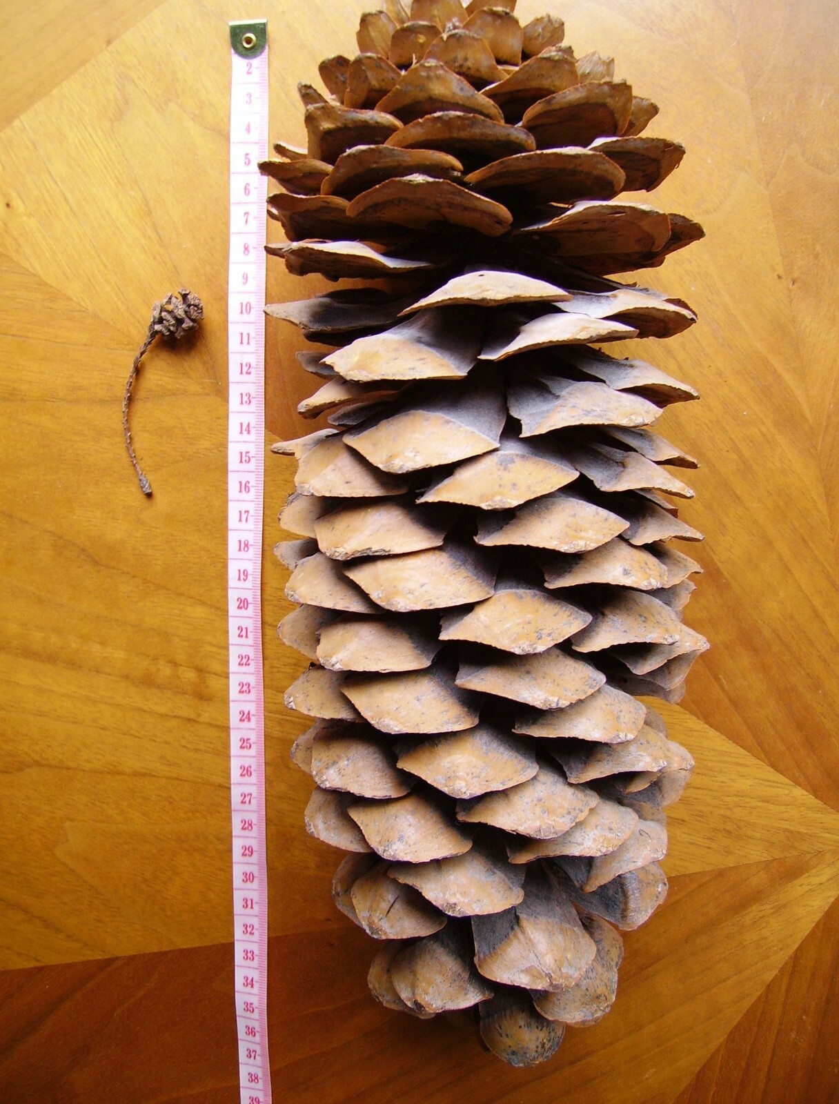 Sugar Pine, (King of Pines), Pinus lambertiana, Tree Seeds (Fragrant Evergreen)