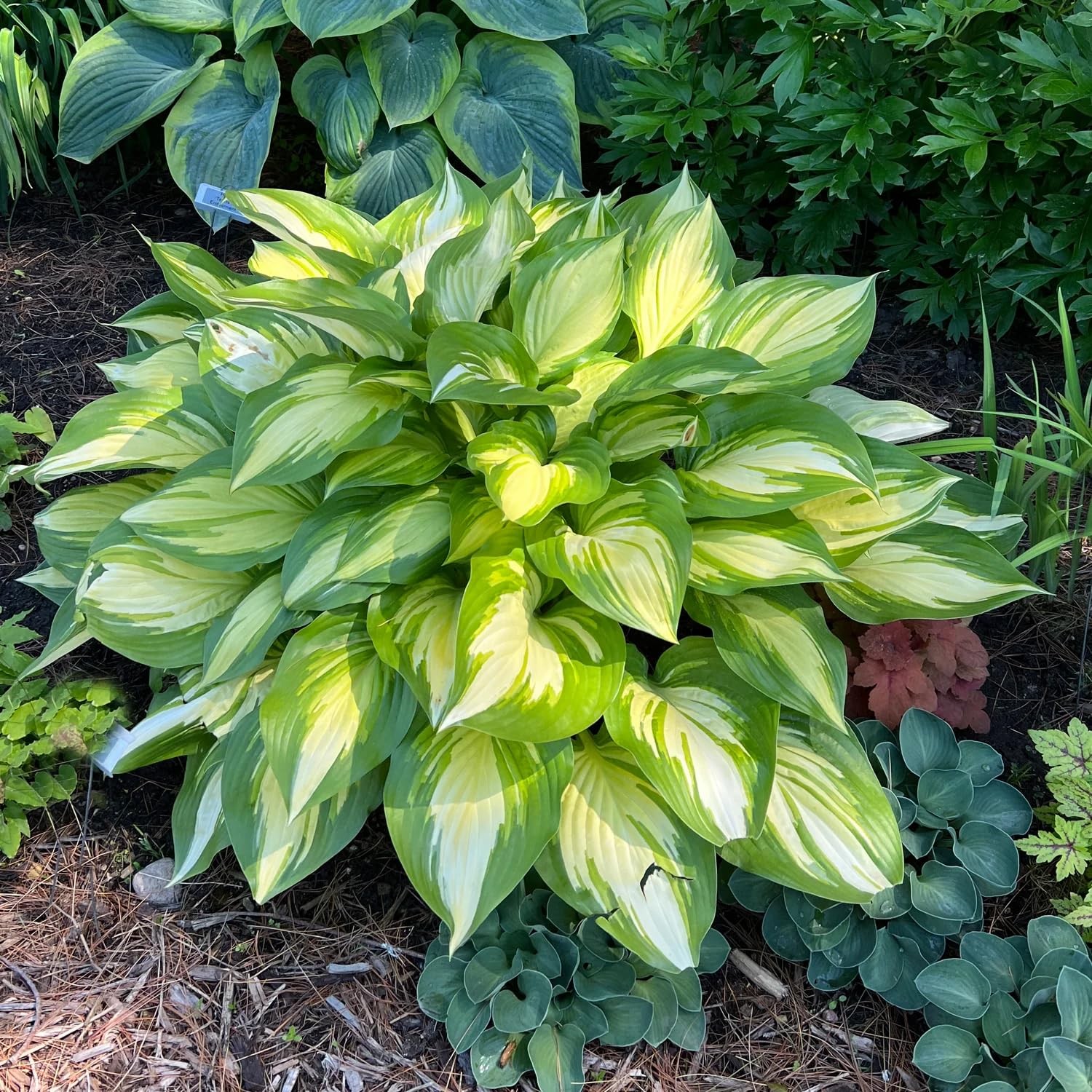 290+ USA PERMIUM Giant Hosta Seeds for Planting Indoor Outdoor-Non GMO Mixed