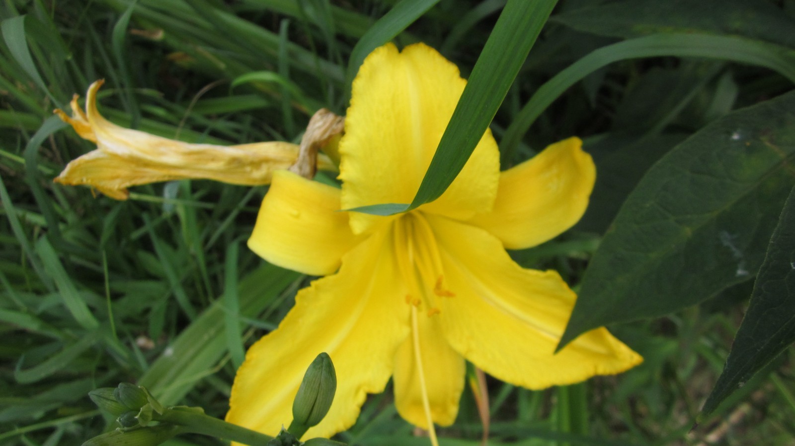 8 mixed Daylily – Lily- BARE ROOTED PLANTS. orange red yellow and bi color