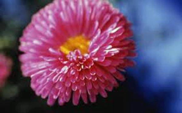 ASTER, RAINBOW FLOWER SEEDS, 100 SEEDS, BEAUTIFUL VIVID BRIGHT BLOOMS